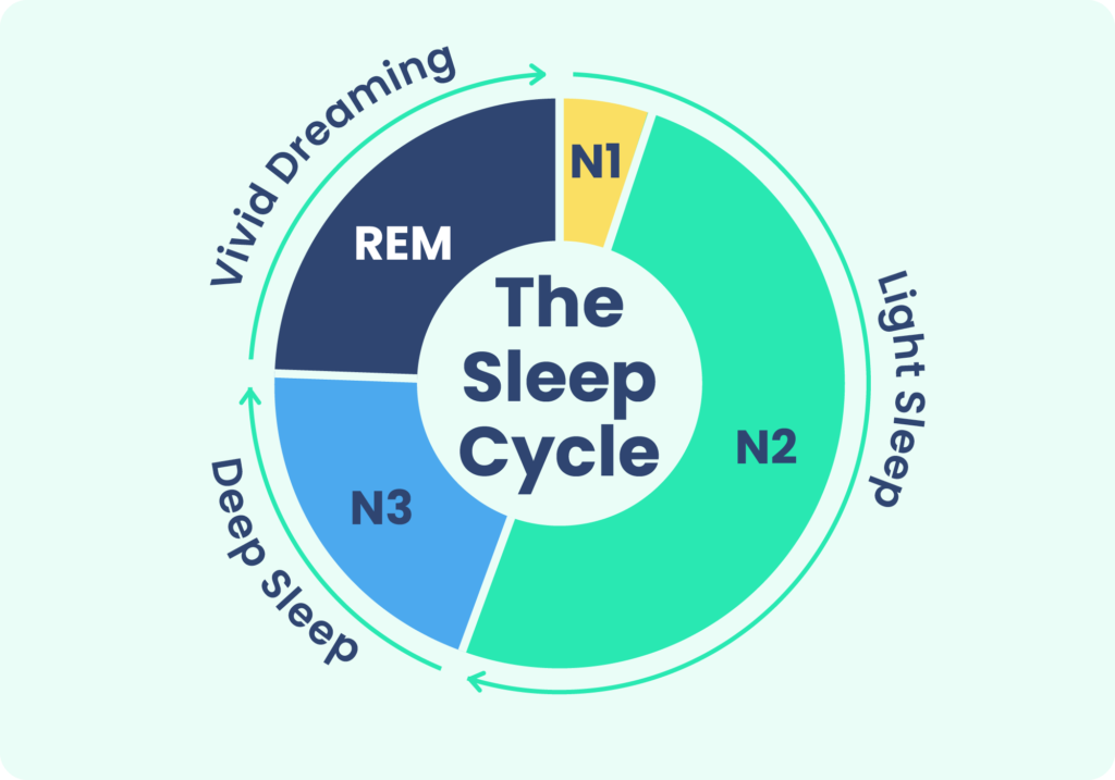 schema ciclo del sonno