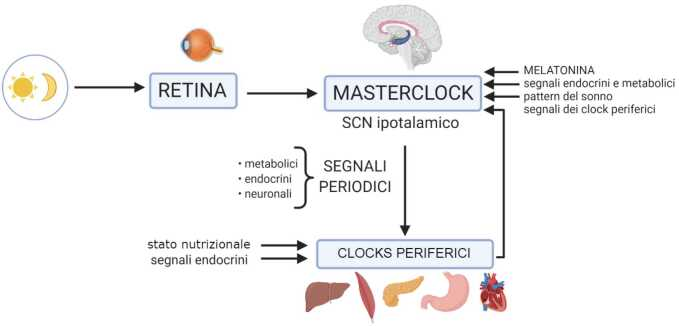 schema ritmi circadiani