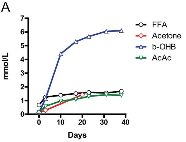 grafico andamento metabolico digiuno