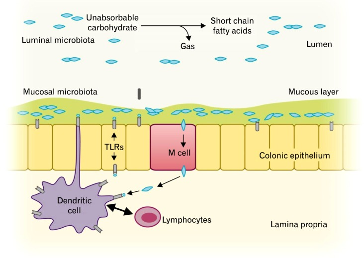 microbiota luminale e mucosale