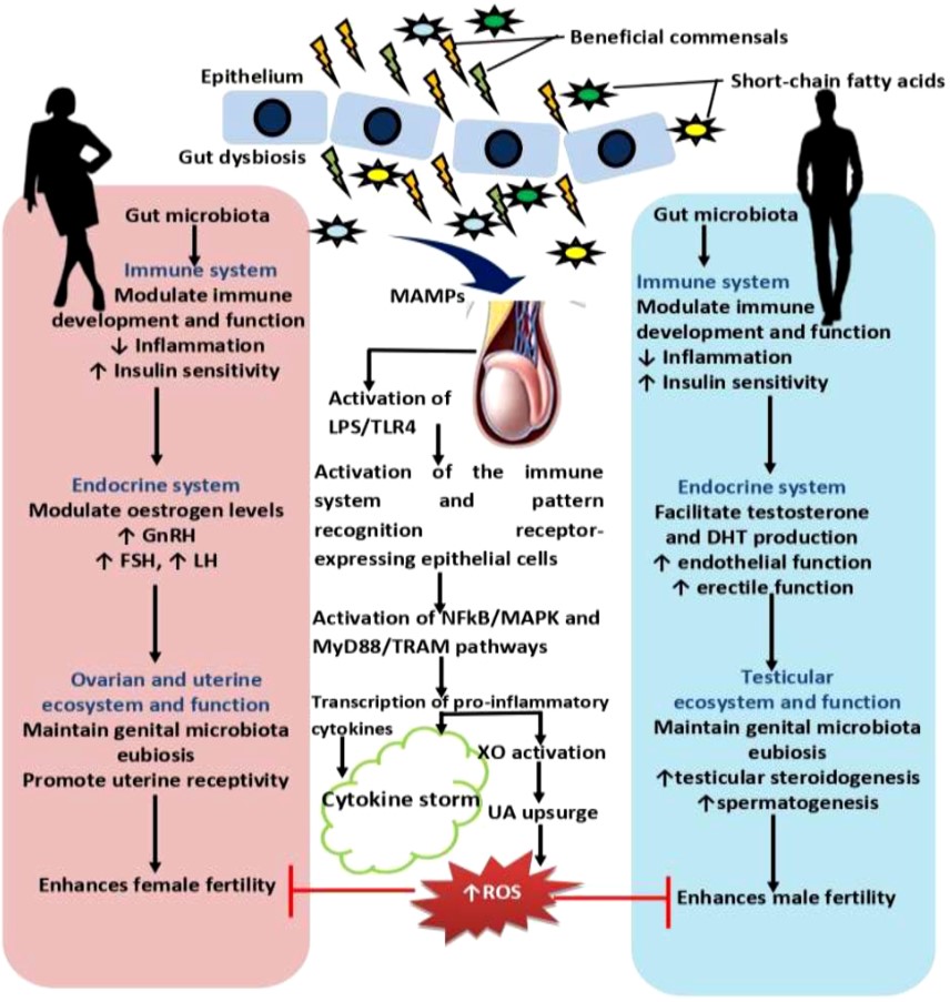 infografica su microbiota e fertilità